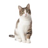 image:imagePurina Tidy Cats Clumping Multi Cat Litter Glade Clear Springs  Pack of 2 20 lb Jugs2700 Pound Pack of 1